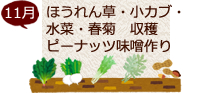 11月ほうれん草・小カブ・水菜・春菊収穫 ピーナッツ味噌作り