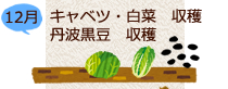 12月キャベツ・白菜収穫　丹波黒豆収穫