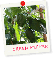 GREEN PEPPER